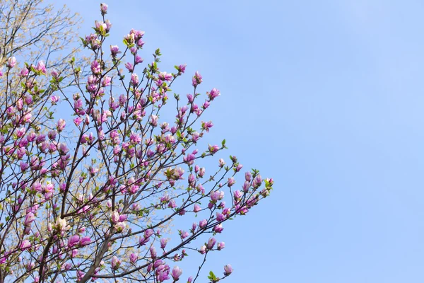 Blommande magnoliaträd — Stockfoto