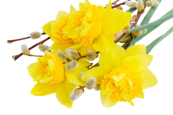 Narciso de primavera com pepinos — Fotografia de Stock