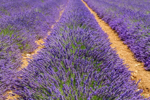 Lavendelfeld im Sommer — Stockfoto