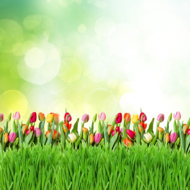 laleli yeşil çimen