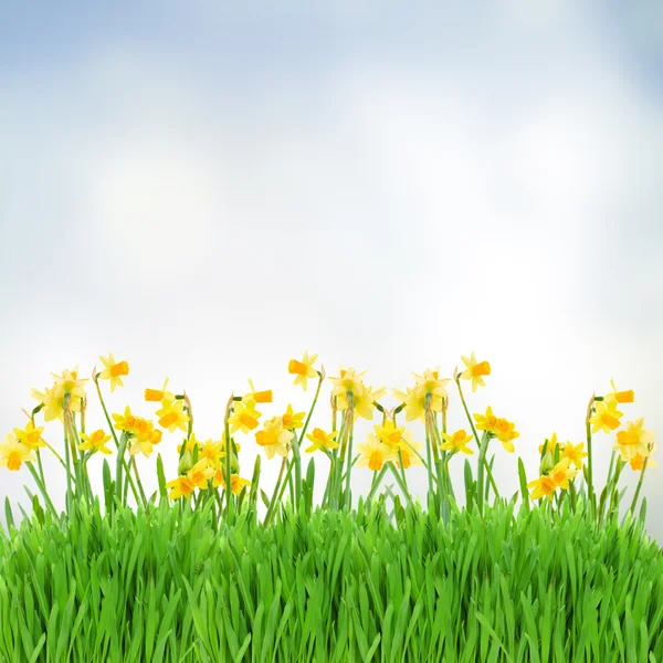 Narciso de primavera em jardim — Fotografia de Stock