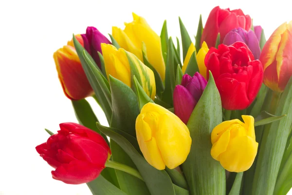 Kytice ze žluté, fialové a červené tulipány — Stock fotografie