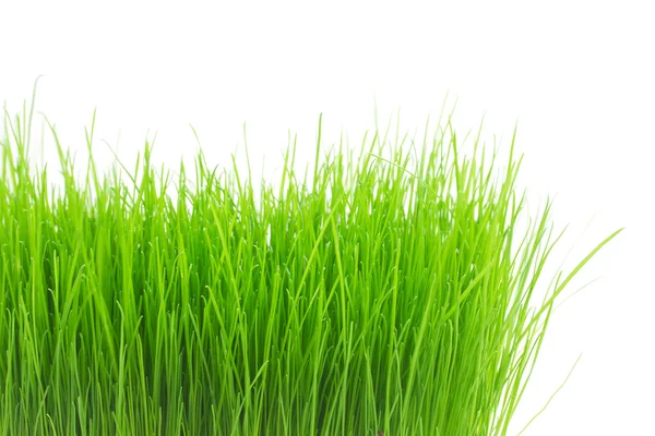 Fresh green grass — Stock Photo, Image