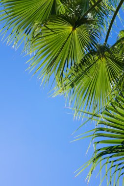 Mavi üzerine palmiye ağacı