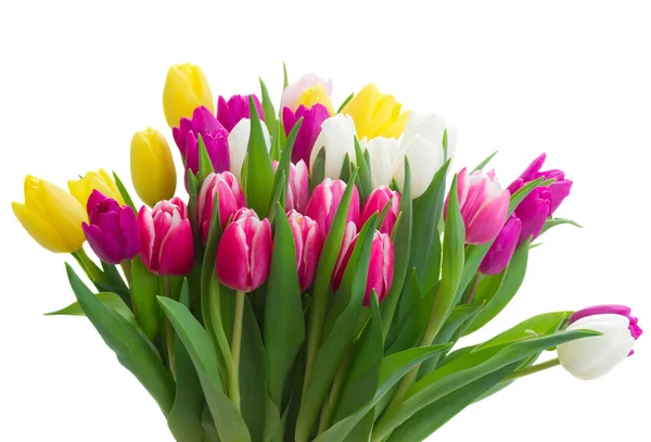 Ramo de tulipanes rosados, morados y blancos — Foto de Stock