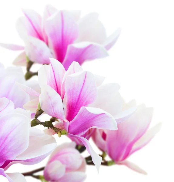 Цветущие розовые магнолии — стоковое фото