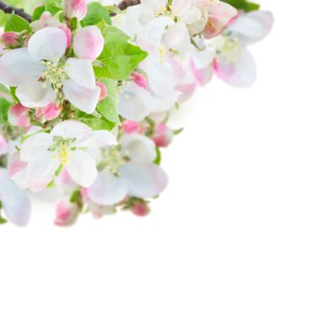 Elma ağacı çiçeği.