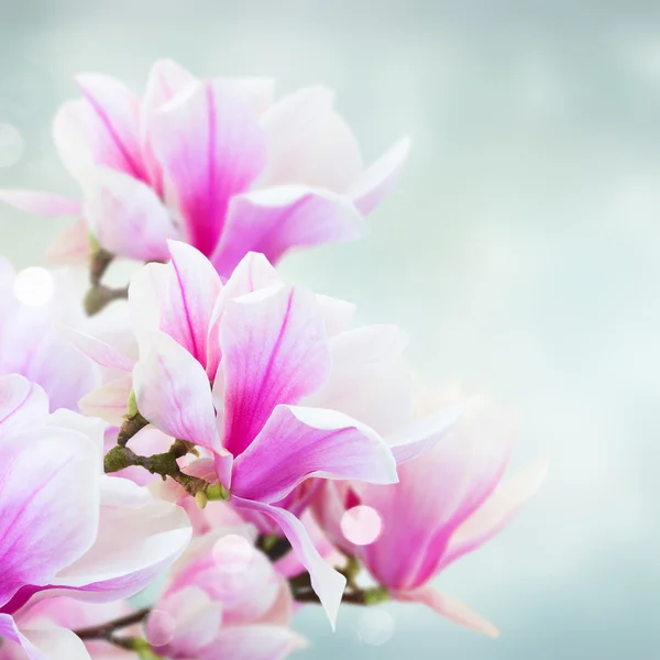 Magnolia ροζ λουλούδια που ανθίζουν — Φωτογραφία Αρχείου