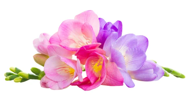 Fresh freesia flowers — Stock Photo, Image