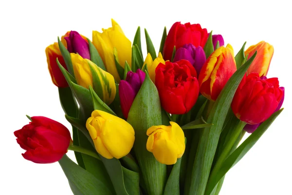 Buquê de tulipas amarelas, roxas e vermelhas — Fotografia de Stock