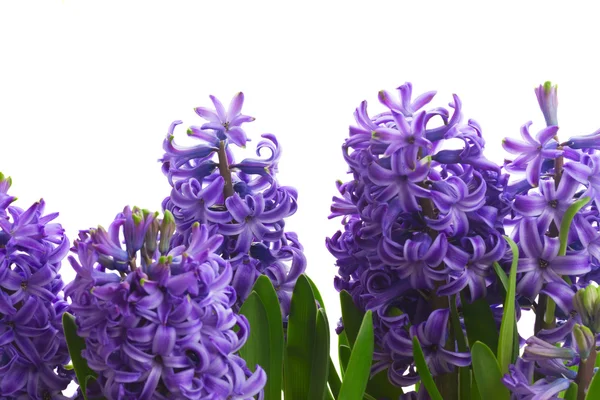 Flores de primavera en macetas —  Fotos de Stock