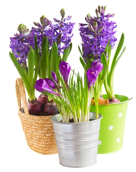 Spring flowers in pots — Stock Photo, Image