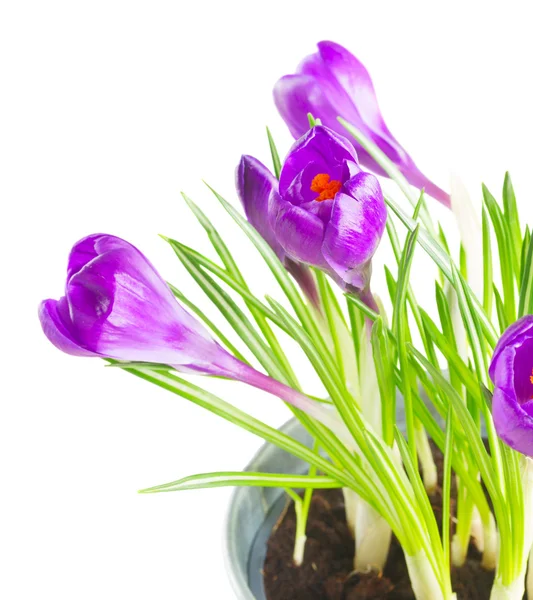 Fiori di croco viola — Foto Stock