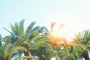 Mavi üzerine palmiye ağacı