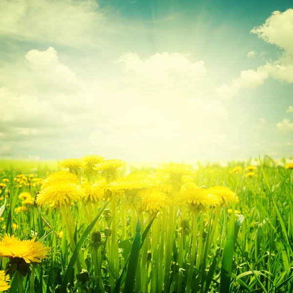 Dandelion field at summer — Stock Photo, Image