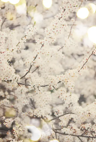 Flores florecientes de primavera — Foto de Stock