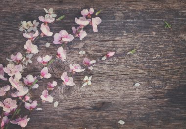 dallar kiraz çiçekleri ile