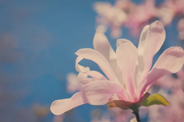 Blooming magnolia flower — Stock Photo, Image