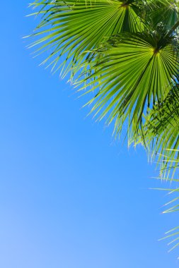 Mavi üzerine palmiye ağacı