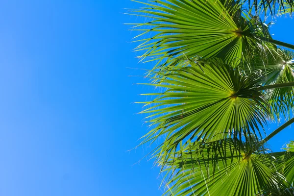Palmboom op blauw — Stockfoto