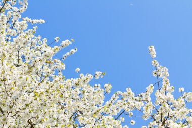 Çiçek açan elma ağacı