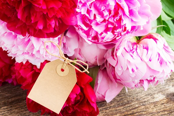 Pink and red  peonies — Stock Photo, Image