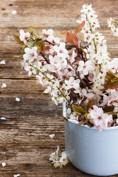 Kvistar med körsbär blommor — Stockfoto