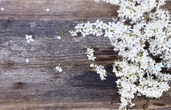 Ramoscelli con fiori in fiore — Foto Stock