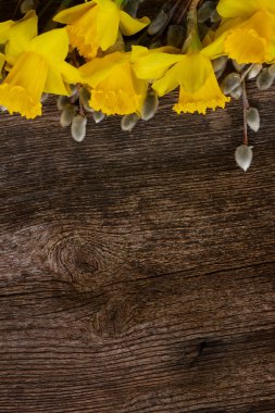 Bahar nergis ile kedicikler