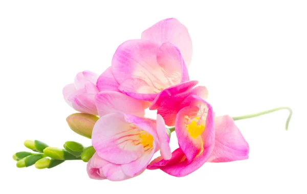 Fresh freesia flowers — Stock Photo, Image