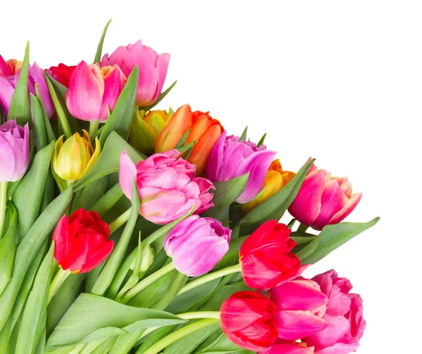 Bouquet of  pink, purple and red  tulips — Stock Photo, Image