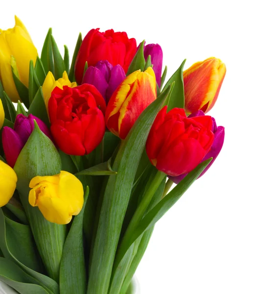 Bouquet of  yellow, purple and red  tulips — Stock Photo, Image