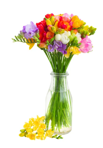 신선 한 프리지아 꽃들 — 스톡 사진