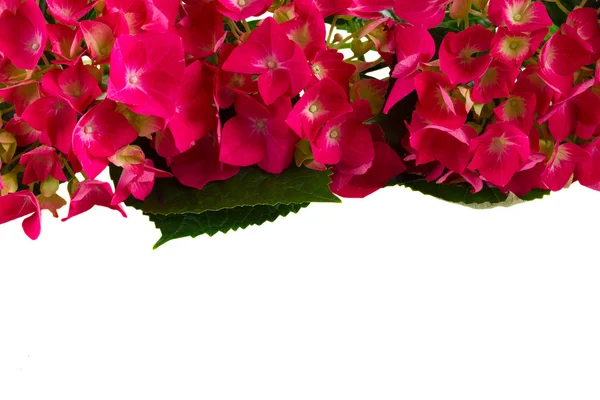 Flores de hortensia rosa — Fotografia de Stock