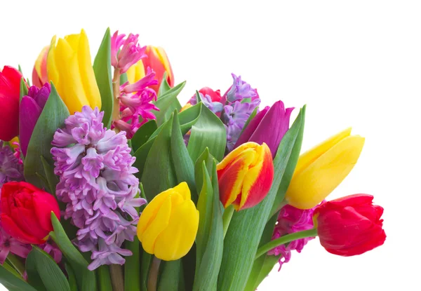 Гиацинты и тюльпаны — стоковое фото