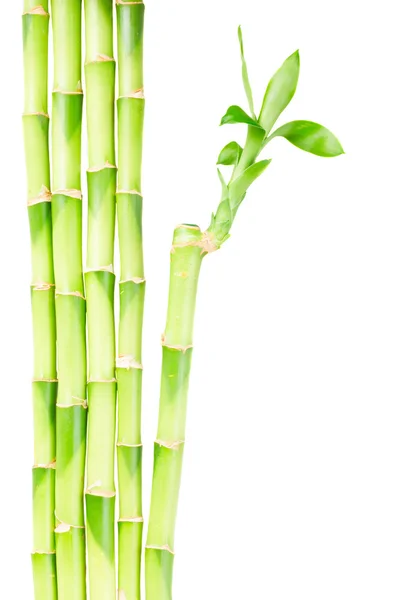 Grüne Bambusstämme — Stockfoto