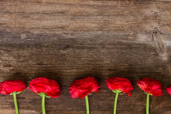 Flores vermelhas de ranúnculo — Fotografia de Stock