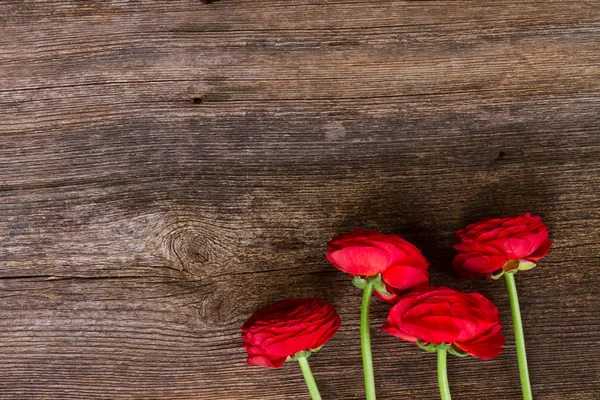 赤いラナンキュラスの花 — ストック写真