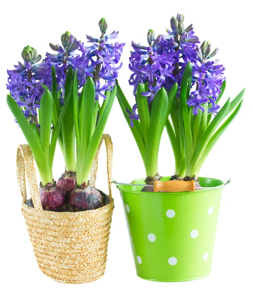 Spring flowers in pots — Stock Photo, Image