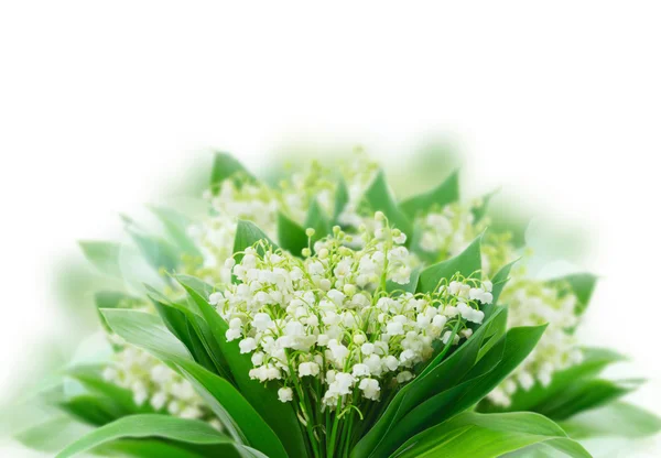 Lilly of valley — Stock Photo, Image