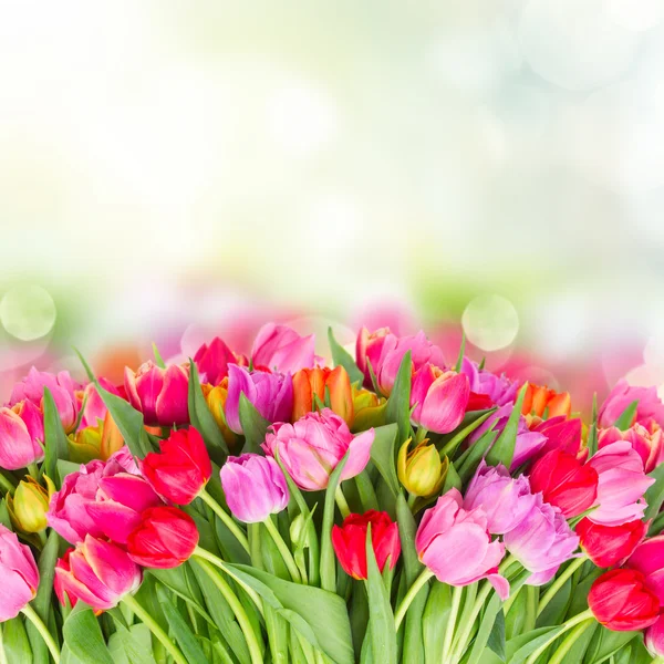 Bukiet różowych, fioletowych i czerwonych tulipanów — Zdjęcie stockowe