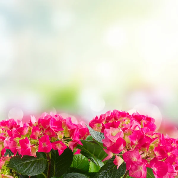 Rosa hortensia blommor — Stockfoto