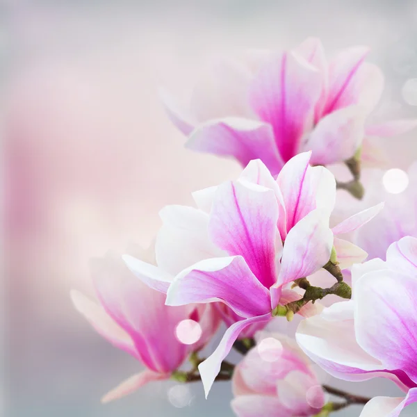 Fioritura magnolia rosa Fiori — Foto Stock