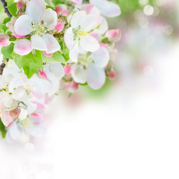 Apfelbaumblüte — Stockfoto