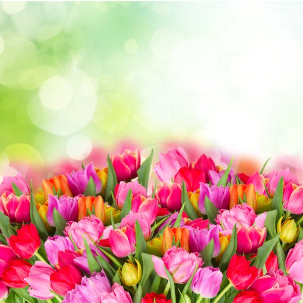 Bouquet of  pink, purple and red  tulips — Stock Photo, Image