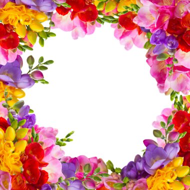 taze frezya çiçekleri