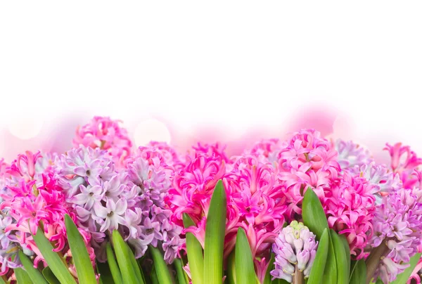 Розовые и фиолетовые гиацинты — стоковое фото