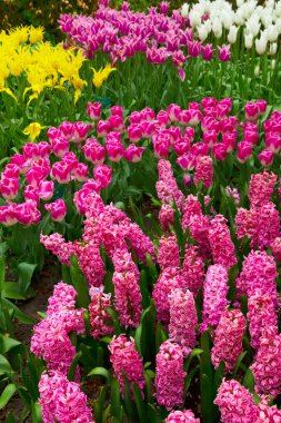 Pembe sümbül çiçek arka plan