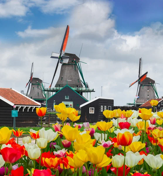 Molino de viento holandés sobre campo de tulipanes — Foto de Stock