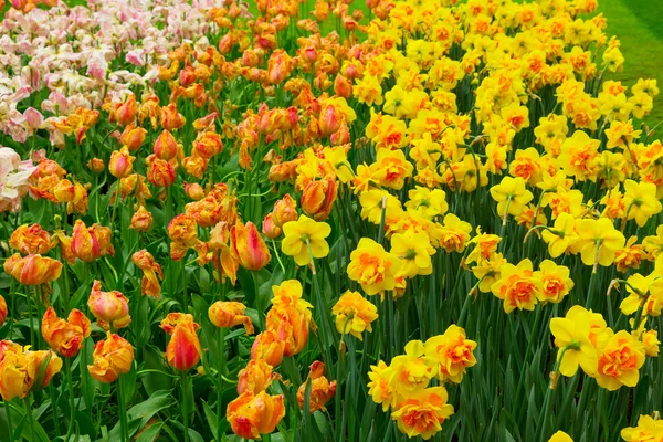 Narcisos amarillos flores — Foto de Stock
